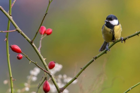 Great tit, great tit, parus major, birds, tits, passeri, songbirds, songbirds, tits, birds