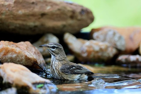 White-browed Warbler (Cercotrichas leucophrys), White-browed Bush Redstart, adult, alert, water,
