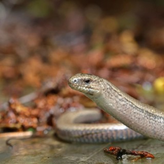 Slow worm (Anguis fragilis), Wilnsdorf, North Rhine-Westphalia, Germany