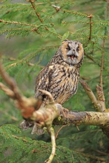 Long-eared owl (Asio otus), Neuschönau, Bavaria, Germany