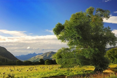 Flock of sheep, Otago, South Island of New Zealand