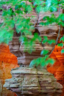 Beech (Fagus), beech family (Fagaceae), red sandstone cliff, glowing rock, Altschlossfelsen, Dahn,