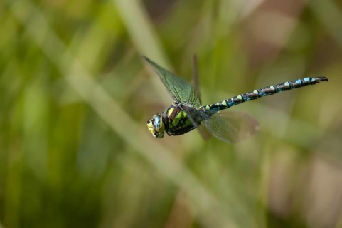 Aeshna cyanea, blue-green mosaic maiden, southern hawker, anisoptera, damselflies, dragonflies,