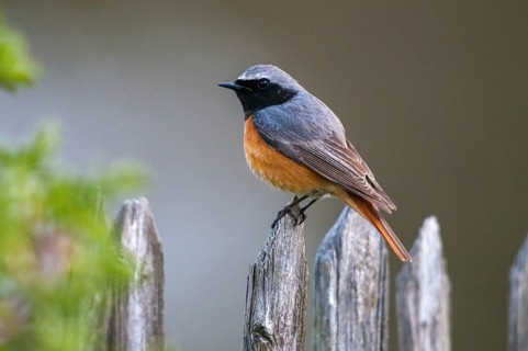 Garden redtail, Phoenicurus phoenicurus, redstart, birds, garden fence, garden birds, garden fence,