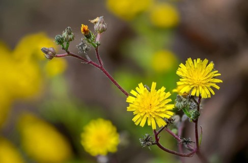 Bitter herb, common bitter herb, hawkweed bitter herb, hawkweed oxtongue, picris hieracioides,