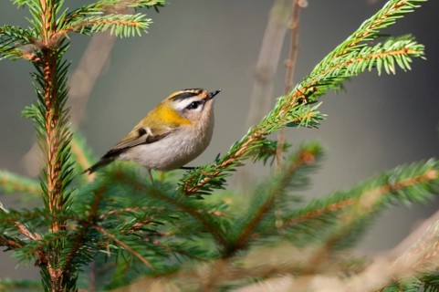 Common firecrest, golden chickens, regulus ignicapillus, golden chickens, birds, passeri,