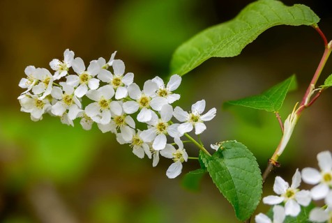 Eagle cherry, elsen cherry, common grape cherry, Mayday tree, Prunus padus, rosaceae, rose family,