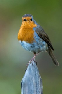 Erithacus Rubecula, Robin, Robins, Birds, Garden, Garden Fence, Garden Fence, High Size, Portrait,
