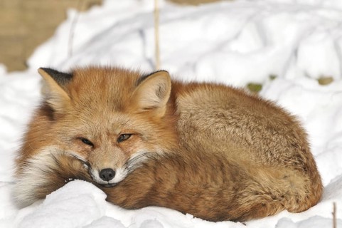 Red fox lying in snow