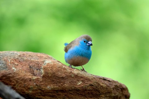 Blue Asterin (Uraeginthus angolensis), Angolan Asterin, Blue-eared Asterin, adult, on a rock,