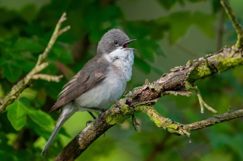 Brandenburg, Germany, rattlegrass warbler, Lesser whitethroat, Nabu, national natural heritage,