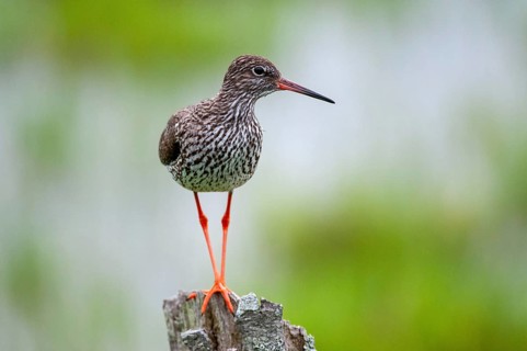 Redshank, redshank, Sweden, Tringa Totanus, birds, charadriiformes, limikolen, snipe birds,