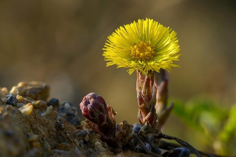 Asteraceae, brandy lettuce, coltsfoot, daisy, marchflower, horsefoot, tussilago farfara, coltsfoot,