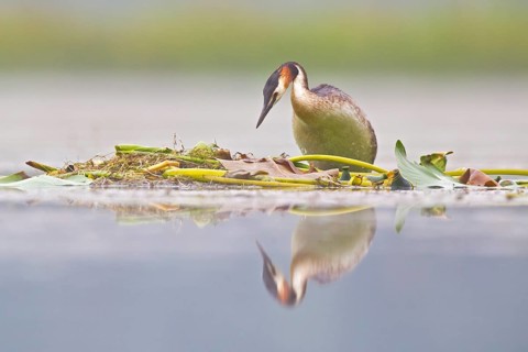Great Crested Grebe (Podiceps cristatus) on nest, Bavaria, Germany