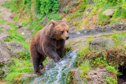 A female brown bear (Ursus arctos arctos) is walking through dense vegetation in hilly terrain,
