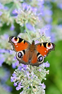Common peacock butterfly (Inachis io), on a catnip (Nepeta faassenii) flower, Meienberg, Canton of
