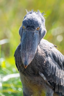 Shoebill (Balaeniceps rex), juvenile, animal portrait, swamps of Mabamba, Lake Victoria, Uganda