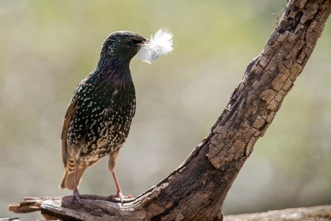 Star, Starling, Sturnus Vulgaris, Birds, Feather, Nest Building, Passeri, Songbirds, Birds