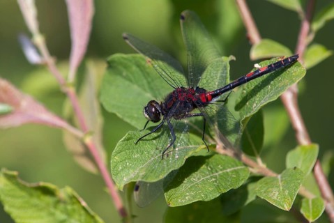 Little moss maiden, Leucorrhinia dubia, white-faced darter, anisoptera, damselflies, dragonflies,