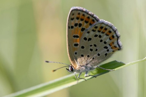 Brown moth, Lycaena tityrus, sulfur bird, sooty purple-edged copper, birds, butterfly, insects,