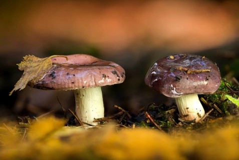 Fast-mild dove, Russula aquosa, marsh foe, marsh dove, watery bog dove, fungi, fungus, mushrooms,