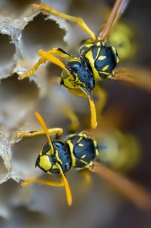 Brighter-colored paper wasp, French field wasp, gallic field wasp, house field wasp, hymenoptera,