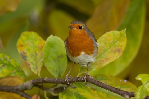 European robin (Erithacus rubecula) adult garden bird in a magnolia tree with autumn colour leaves,