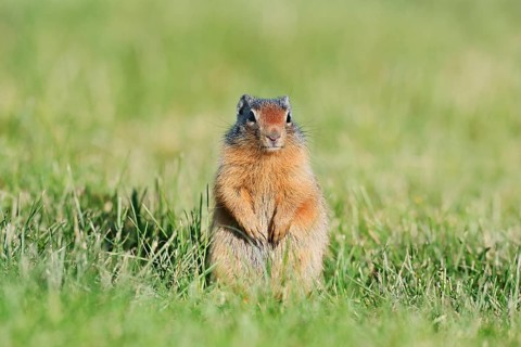 Columbia ground squirrel (Urocitellus columbianus, Spermophilus columbianus), juvenile, Waterton