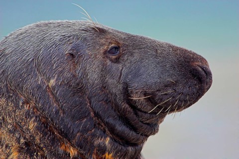 Animals, mammals, seal, grey seal, Grey Seal, Heligoland island, Germany