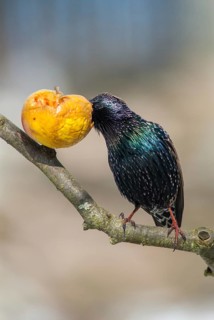 Star, Starling, Sturnus Vulgaris, Birds, Garden, High Size, Portrait, Passeri, Songbirds, Birds