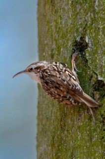 Certhia brachydactyla, horticultural tree runner, short-toed treecreeper, tree runner, birds, high