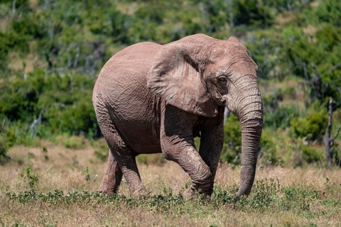 African elephant (Loxodonta africana), Addo Elephant National Park, Eastern Cape, South Africa