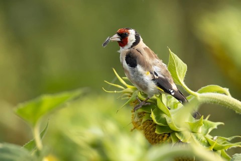 European goldfinch (Carduelis carduelis) adult garden bird feeding on sunflower plant seeds in