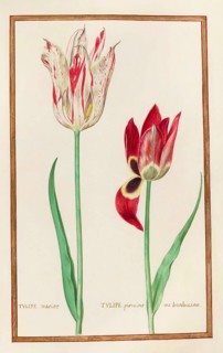 Tulips, Historical, digitally enhanced reproduction from Theatrum florae (1624) by Daniel Rabel