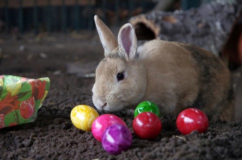 Rabbits (Oryctolagus cuniculus, domestic form), Easter, cute, Easter Bunny, a pet rabbit with lots