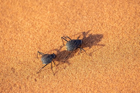 Two fog-drinking beetles (Onymacris unguicularis), with strong wind and sand, Toktokkie beetles, in