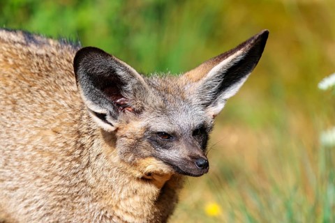 Portrait of a Bat-eared fox (Otocyon megalotis) on a sunny day. Sudan, Ethiopia, Somalia, Uganda,