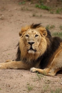 A majestic lion lies relaxed on the ground in a natural setting, lion (Panthera leo), male,