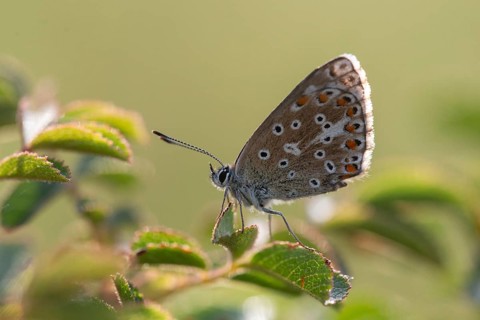 Adonis blue, sky blue blue, Lysandra bellargus, polyommatus bellargus, blue, butterfly, insects,