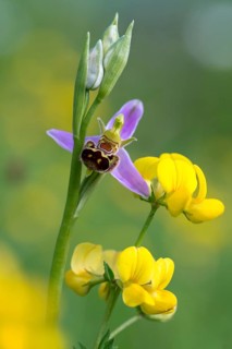 Bee ragwort, ophrys apifera, orchidaceae, orchids, orchid, bee orchid, flora, high size, vertical