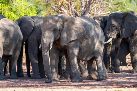 African elephant (Loxodonta africana), desert elephant, riverbed of the Ugab River, Damaraland,