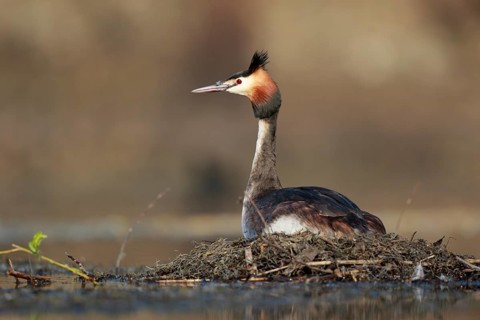 Great Crested Grebe (Podiceps cristatus) on nest, North Rhine-Westphalia, Germany