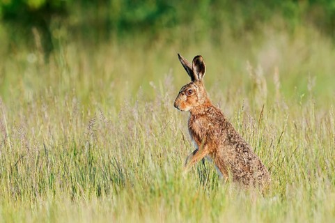 A brown hare (Lepus europaeus) stands upright in a wild meadow, North Rhine-Westphalia, Germany