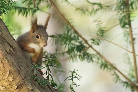 A squirrel (Sciurus vulgaris) looks curiously between the green branches of a tree, Hesse, Germany