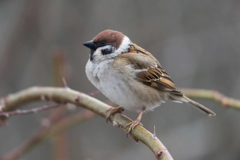 Tree sparrow, Passer Montanus, sparrow, tree sparrow, birds, male, passeri, songbirds, sparrow,