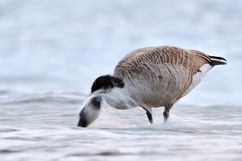 A Canada goose (Branta canadensis) foraging in the water, North Rhine-Westphalia, Germany