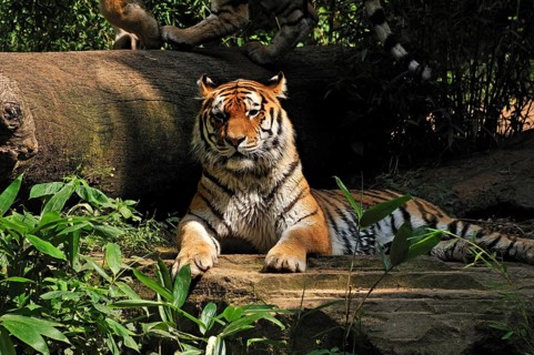 Siberian tiger (Panthera tigris altaica) lying in front of a tree trunk, Nuremberg Zoo, Am