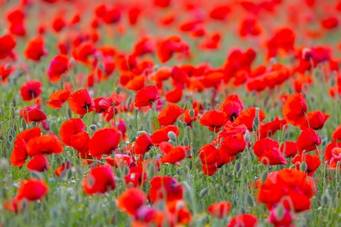 Common poppies, red poppy, corn poppies (Papaver rhoeas) flowering in meadow, grassland showing