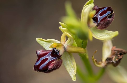 Black Ophrys, Granelli, Italy, Ophrys Atrata, Ophrys Incubacea, Orchidaceae, Orchids, Orchid