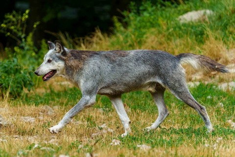 Timberwolf, wolf, American wolf (Canis lupus lycaon), Germany: A grey wolf moves across a grassy